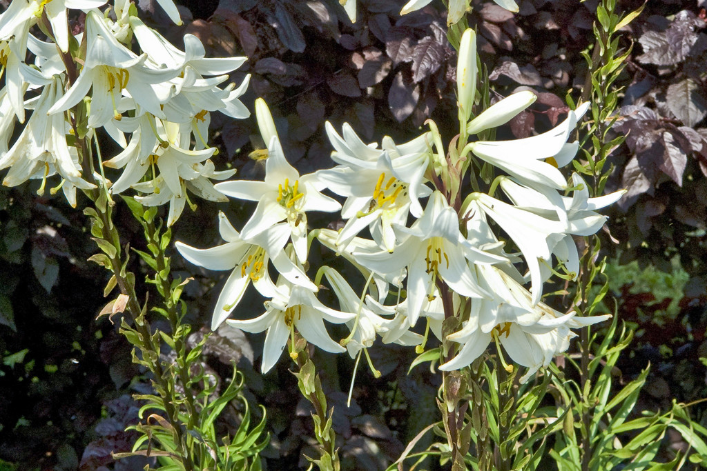 Lilia biała jest jedną z najstarszych hodowlanych roślin