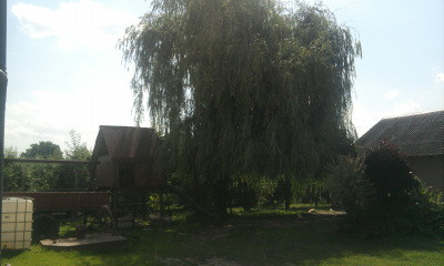 moja wierzba