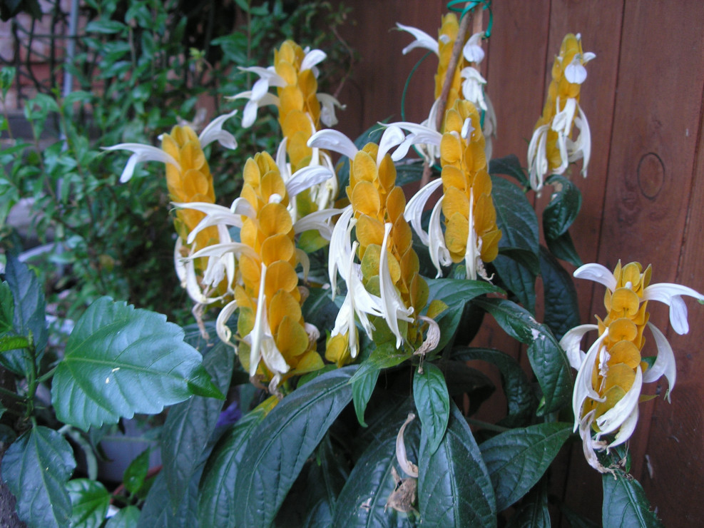 Pachystachys lutea to krzew z rodziny akantowatych. Lubi kwaśne podłoże. 