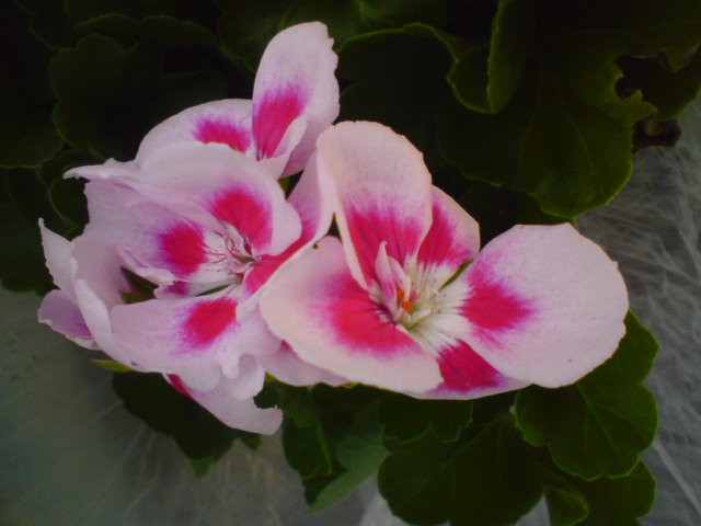 Pelargonia