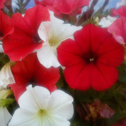 petunia czy surfinia ?