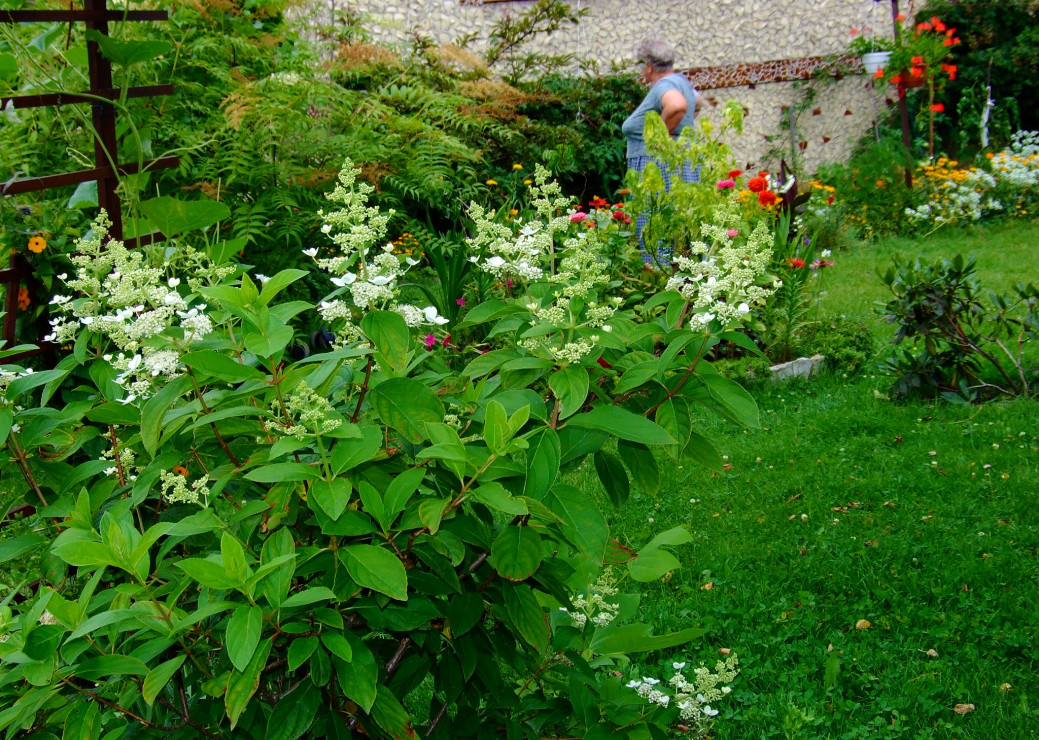 Południowa część ogrodu, na pirwszym planie hortensja jedna z ulubionych roslin właścicielki, która krząta się w tle.