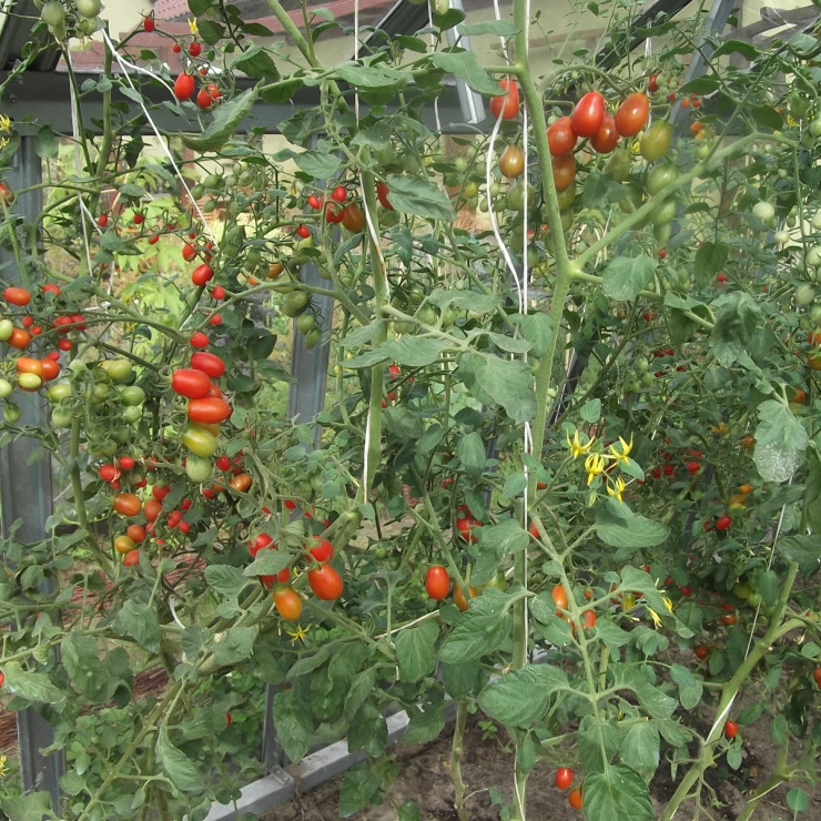 Pomidorki Cherry Roma w szklarni w pełni dojrzewania.