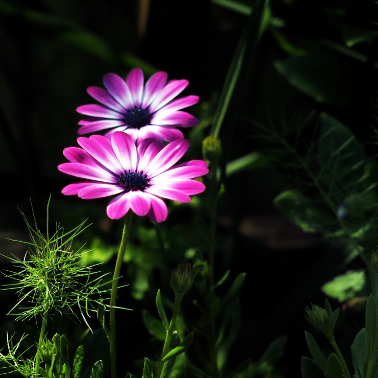 Prawie jak fluorescencyjne kwiatuszki