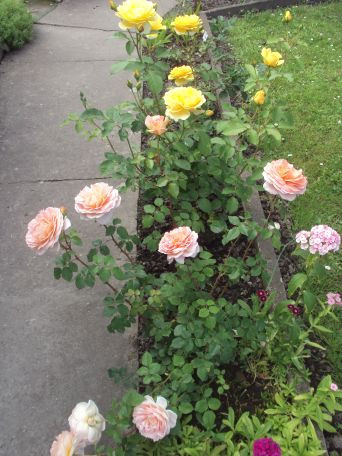 Róże angielskie .