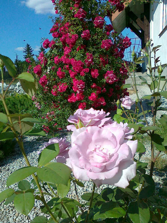 tak, to znowu róże, kocham je :-)