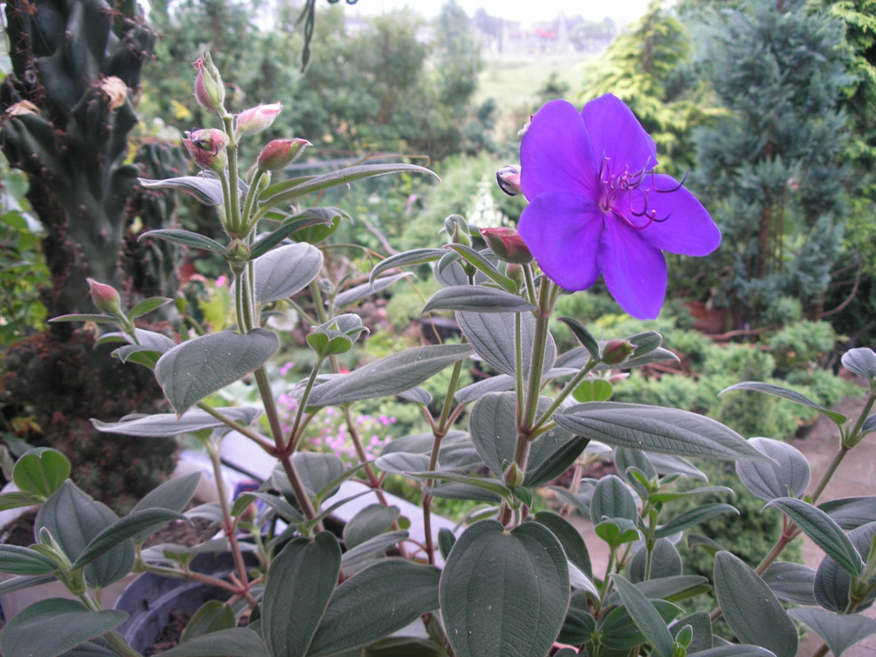 Tibouchina to prawdziwy rarytas na rabacie. Dorasta nawet do 3 metrów i kwitnie aż do jesieni.