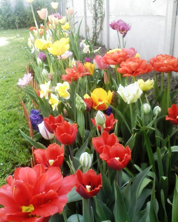 tulipany , czyli przyszła wiosna !