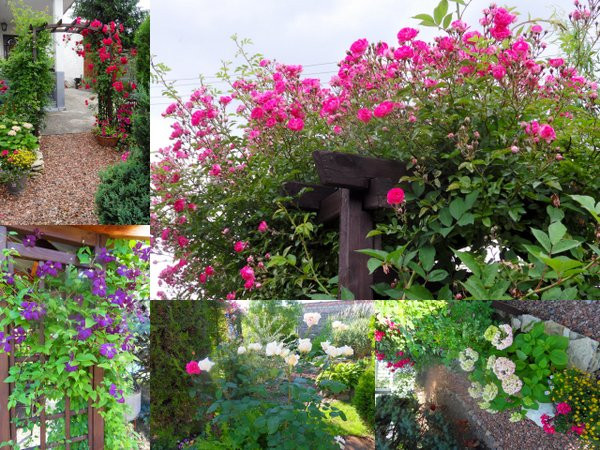 W ogrodzie stoją także 3 pergole porośnięte różami. Róże również ozdabiają obydwie boczne strony ogrodu. Jest róznież clemantis, który zajął jeden bok altany.