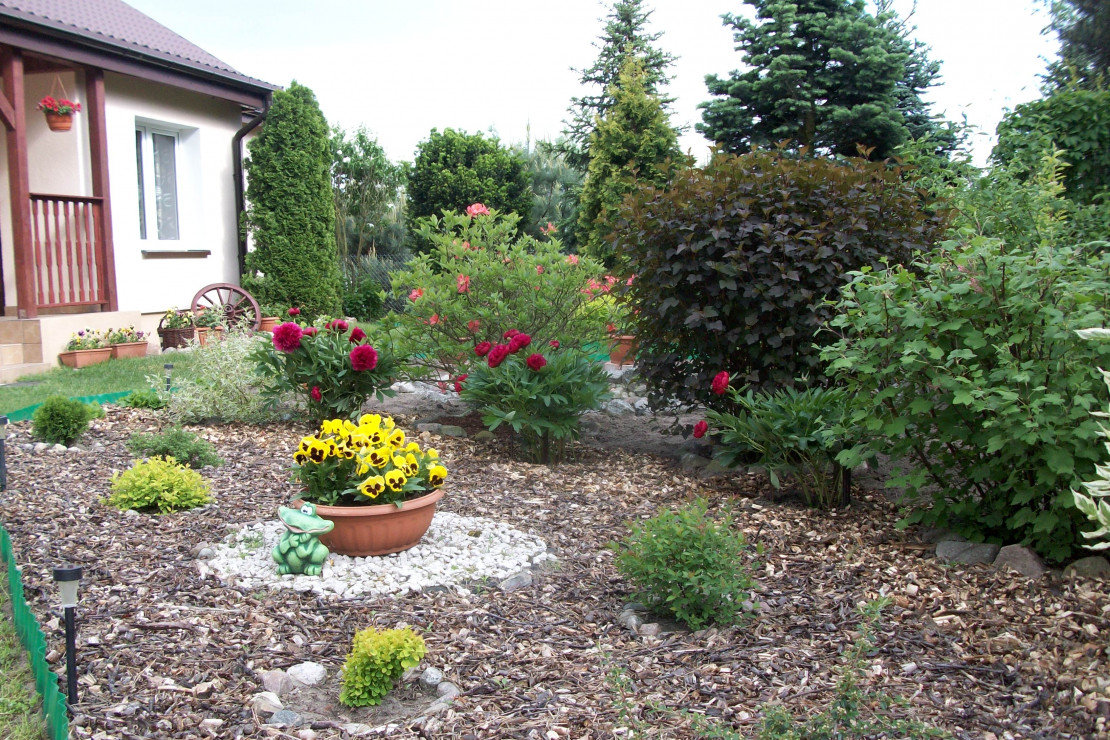 widok na ogród i kwitnące piwonie
