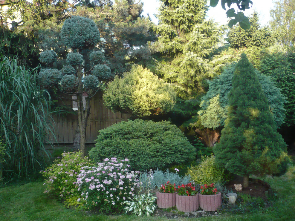 zakątek z bonsai