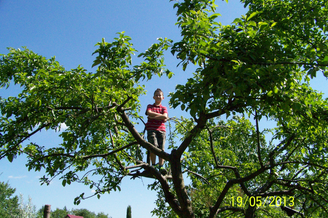 Aleksander na drzewie