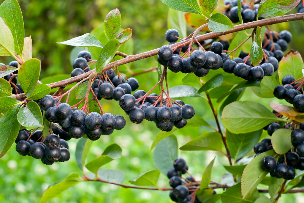 Aronia nie przemarza i może rosnąć praktycznie na każdym stanowisku