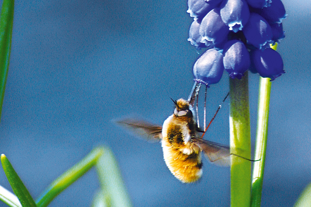 Bu­jan­ki są mu­chów­ka­mi, któ­re przy­sto­so­wa­ły się wyłącz­nie do po­bie­ra­nia nek­ta­ru