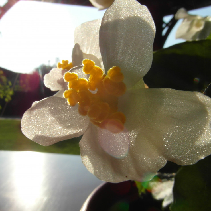 Kwiat białej begonii, który urzekł mnie pręcikami w kształcie sprężynek.