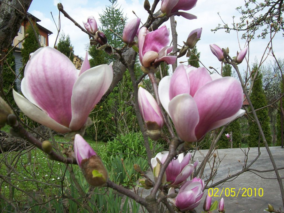 Magnolia w kolorze rożowym