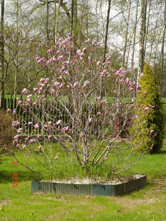 Magnolia