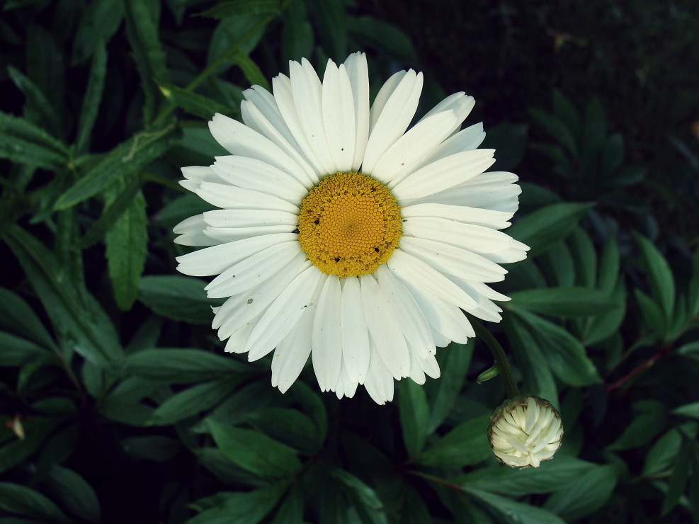Margaretka