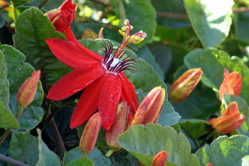 Męczennica czerwona tworzy ognistoczerwone kwiaty średnicy do 15 cm