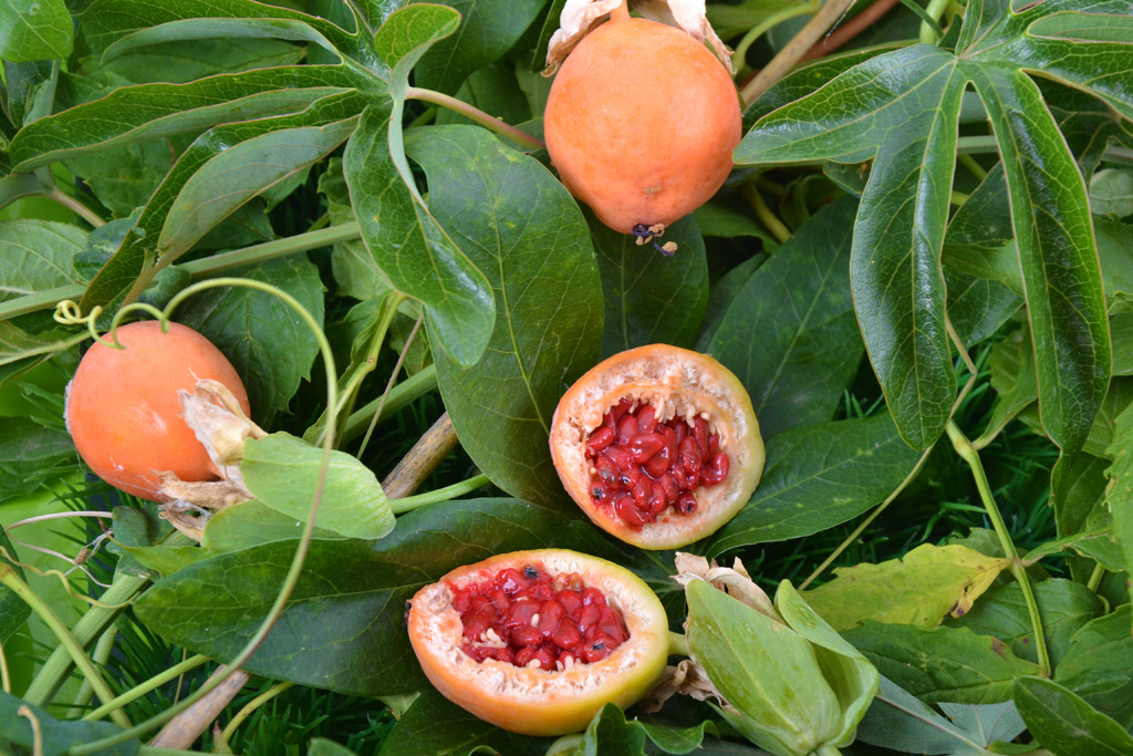 Męczennica zawiązuje owoce w postaci jagody, we wnętrzu której znajdują się nasiona otoczone galaretowatymi osnówkami. Owoce męczennicy jadalnej nazywamy marakują