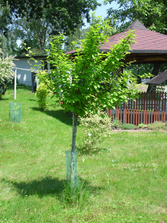 Migdałek