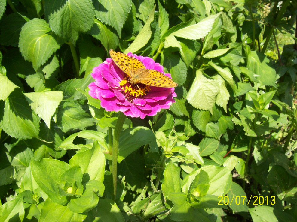 Motyl Perłowiec Malinowiec siedi na kwiatku cyni