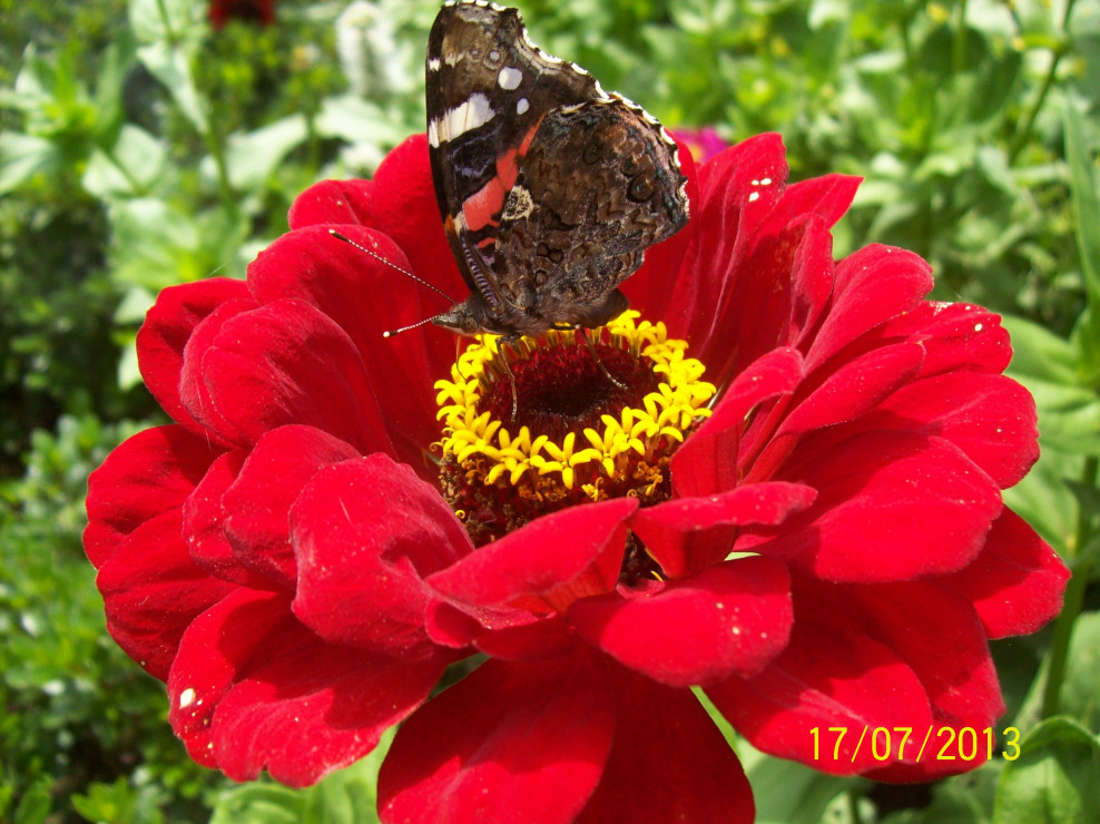 Motyl rusałka na cyni spija nektar