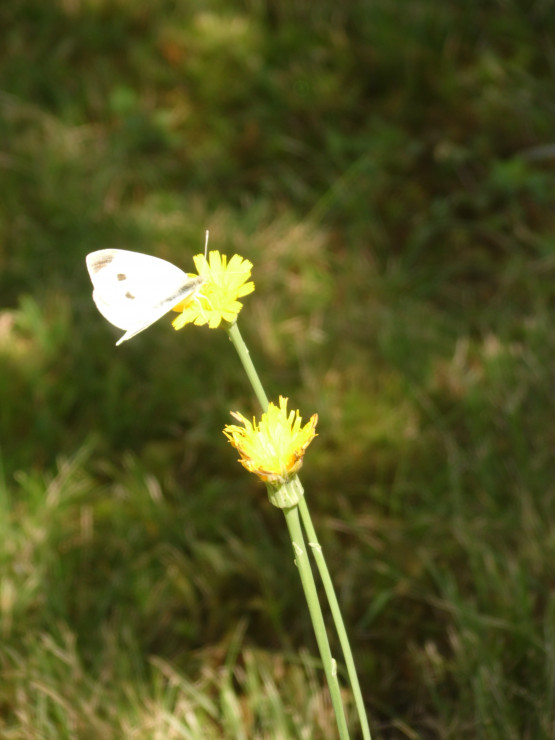 Motyl