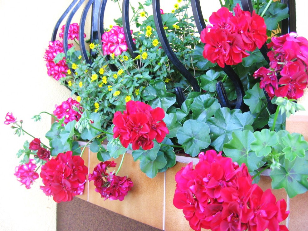 Pelargonia to idealny kwiat na tarasy i balkony 