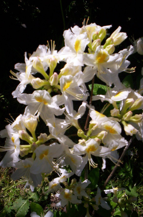 'PERSIL' – azalia wielkokwiatowa, o luźnym pokroju. Rośnie wolno i po 15 latach osiąga ok. 1,5 m wysokości