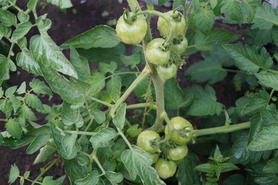 Pomidorki