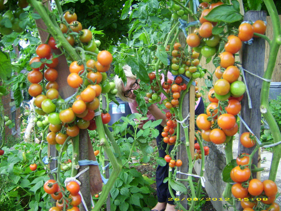 Pomidory w tamtym roku wyjatkowo sie udaly!