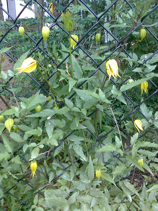 Powojnik Tangucki- latem i jesienią pojawiają się latarenkowate kwiaty