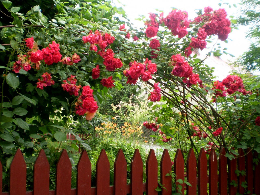 Przed samym domem pięknie kwitną ukochane róże prababci Zosi