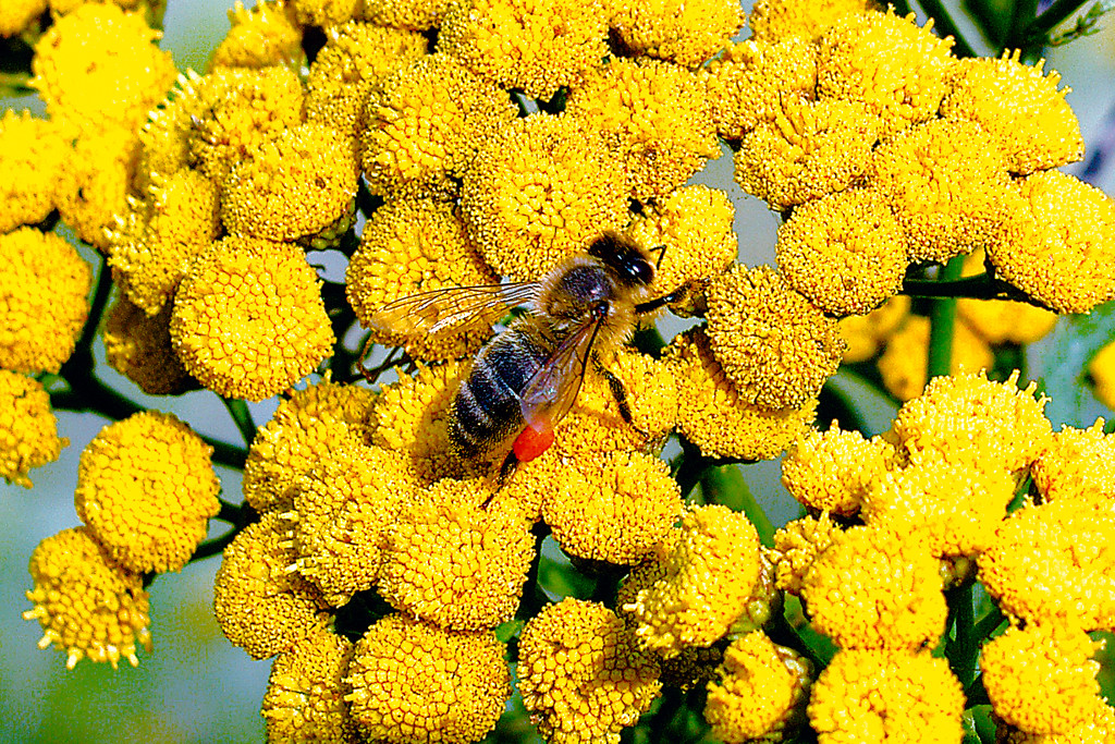 Psz­czo­ła miod­na jest chy­ba naj­le­piej zna­nym owa­dem za­py­la­ją­cym kwia­ty