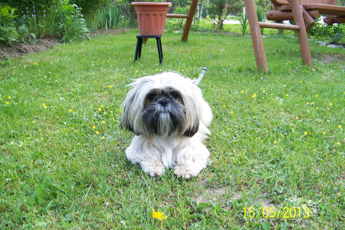 roxi