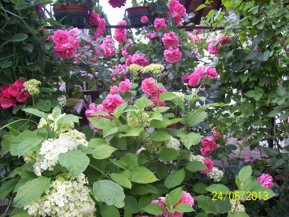 Róże i hortensja biała