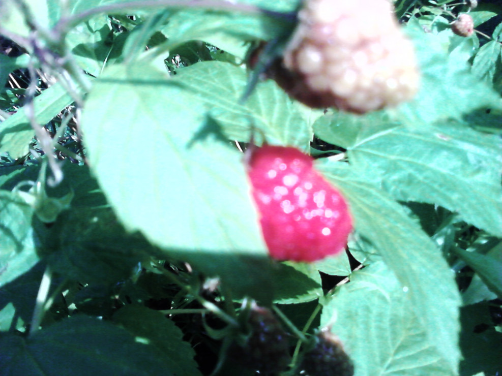 uwielbiamy maliny