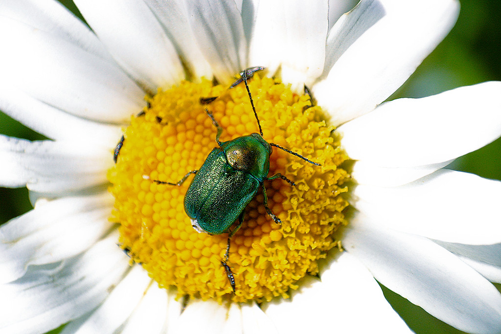 Większość chrząsz­czy po­tra­fi zbie­rać py­łek żu­wacz­ka­mi
