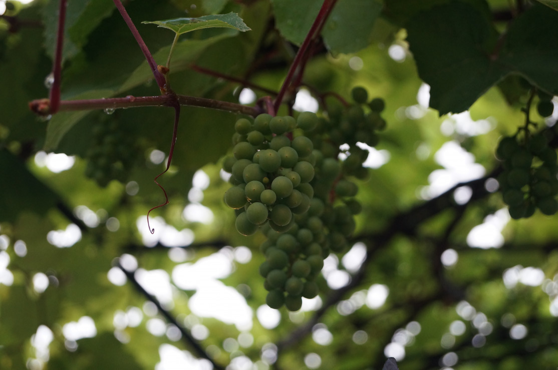 Winogron