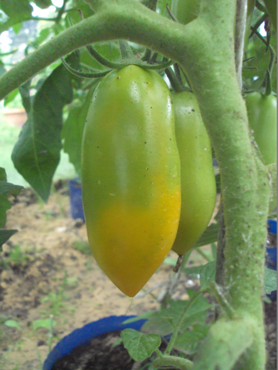 żółty podłużny pomidor /lipiec