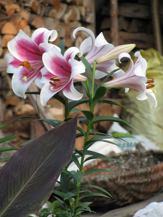 Bez lilii pachnących nie wyobrażam sobie mojego ogrodu.