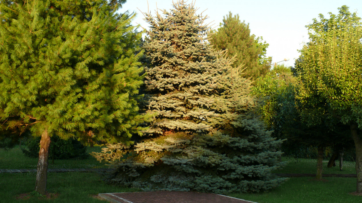 Dorodne drzewa - widok z boku na ogród. 