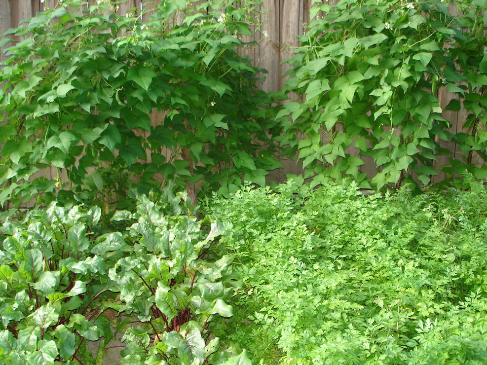 Ekologiczny ogródek warzywny- pietruszka, marchew i buraczki