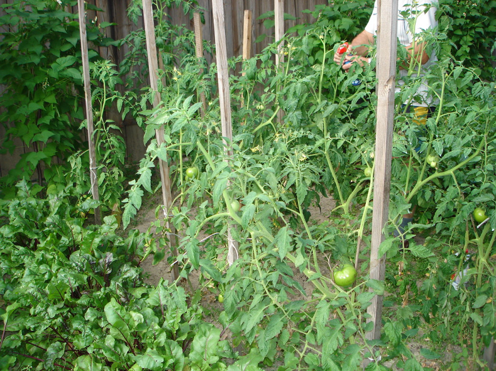 Ekologiczny ogródek warzywny - pomidory