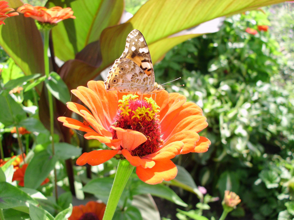 I motylkowi goście też są u Nas mile widziani!