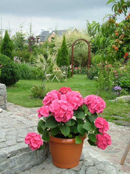 Inne ujęcie centralnej części ogrodu z żarnowcem w tle