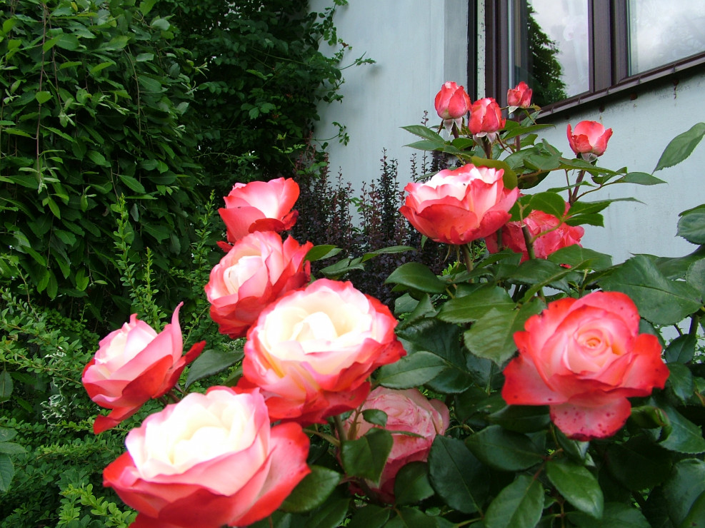 Jedna z ponad siedemdziesięciu kwitnących w tym ogrodzie róż - Nostalgia