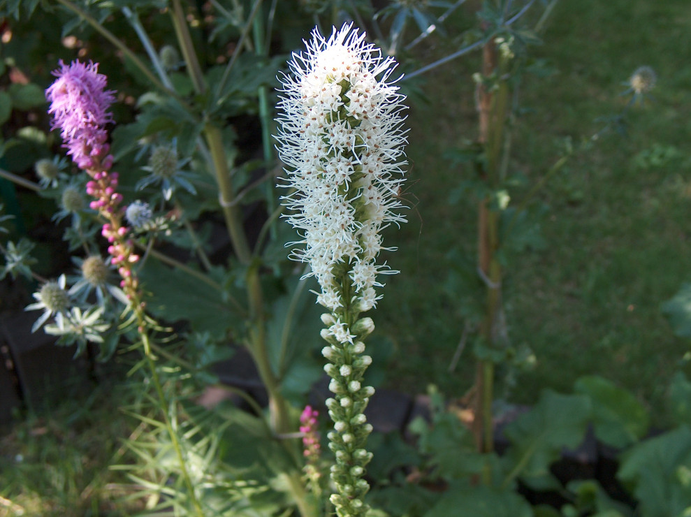 Liatris (Latria Kłosowa) biała