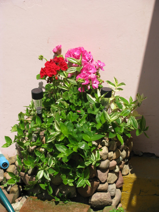 Moja letnia kompozycja w betonowej donicy ozdobionej głazami